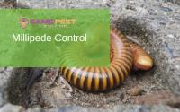 SAMS Millipedes Control Sydney image 2